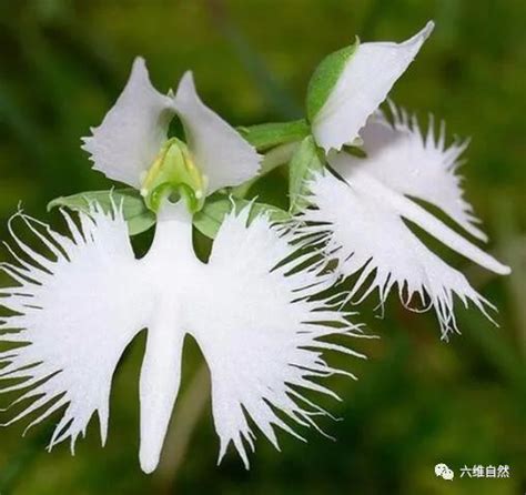 長得像鳥的花|五種長得像動物的植物，有像鳥的花，像蛇的草，像跳舞的人！